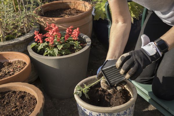 Flower Bulb Planting