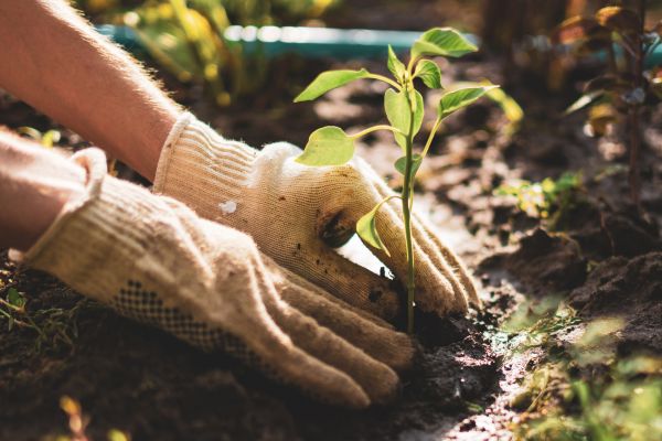Plant Replanting