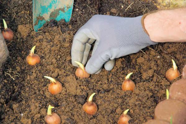 Bulb Planting