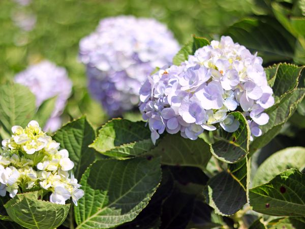 Hydrangeas Planting
