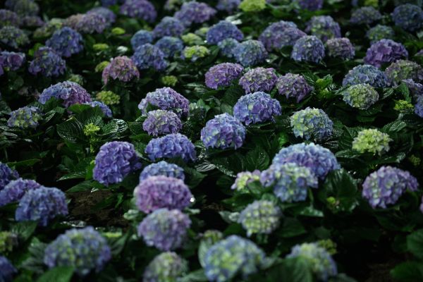 Hydrangea Horticulture