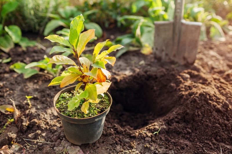 Plant Repotting