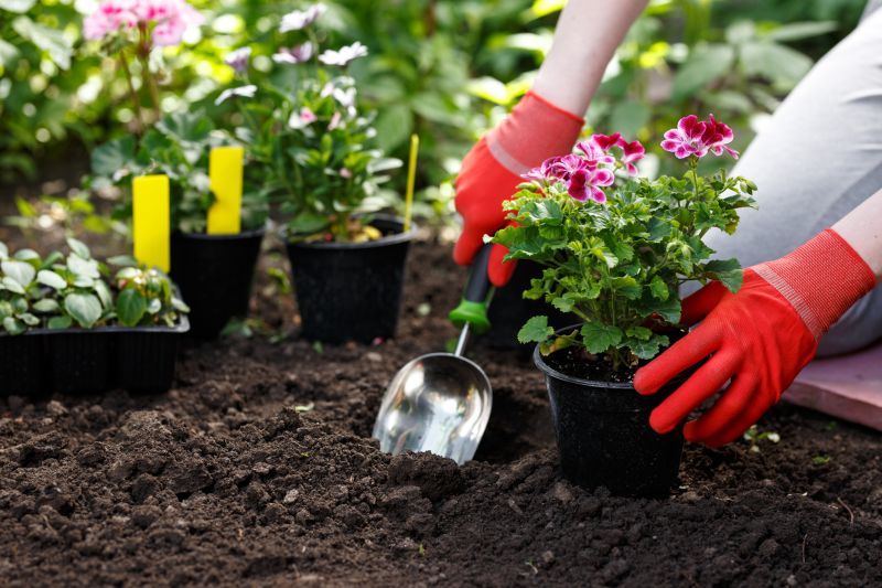 Plant Repotting